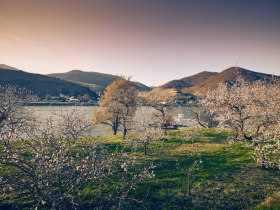 Marillenblüte am Südufer der Wachau gegenüber Spitz, © Donau NÖ Tourismus/Andreas Hofer