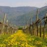 benachbarter Weingarten im Frühling, © Haus Annemarie