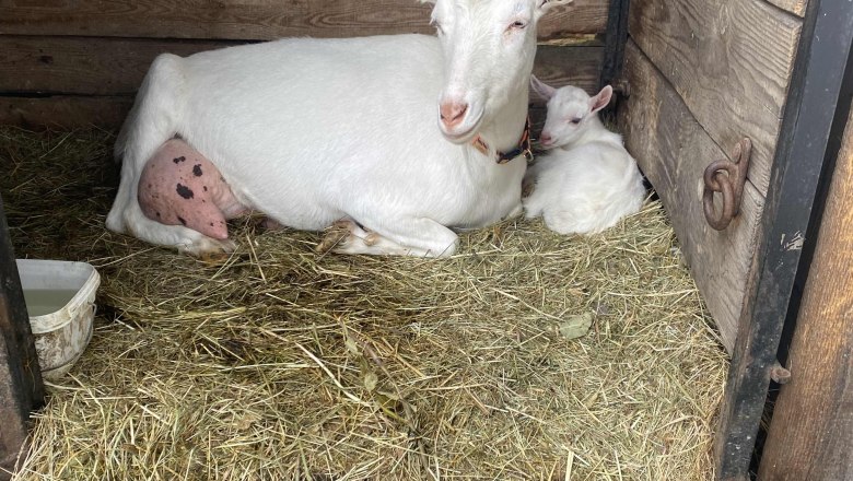 Unsere 2 Ziegen freuen sich immer über Besuch, © Familie Klein