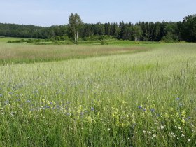 Feld, © Stadtgemeinde Schrems