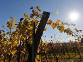 Weinreben im Herbst, © Donau Niederösterreich - Kamptal-Wagram-Tullner Donauraum