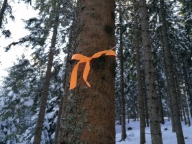 Markierung im Wald, © Wiener Alpen in Niederösterreich - Wechsel