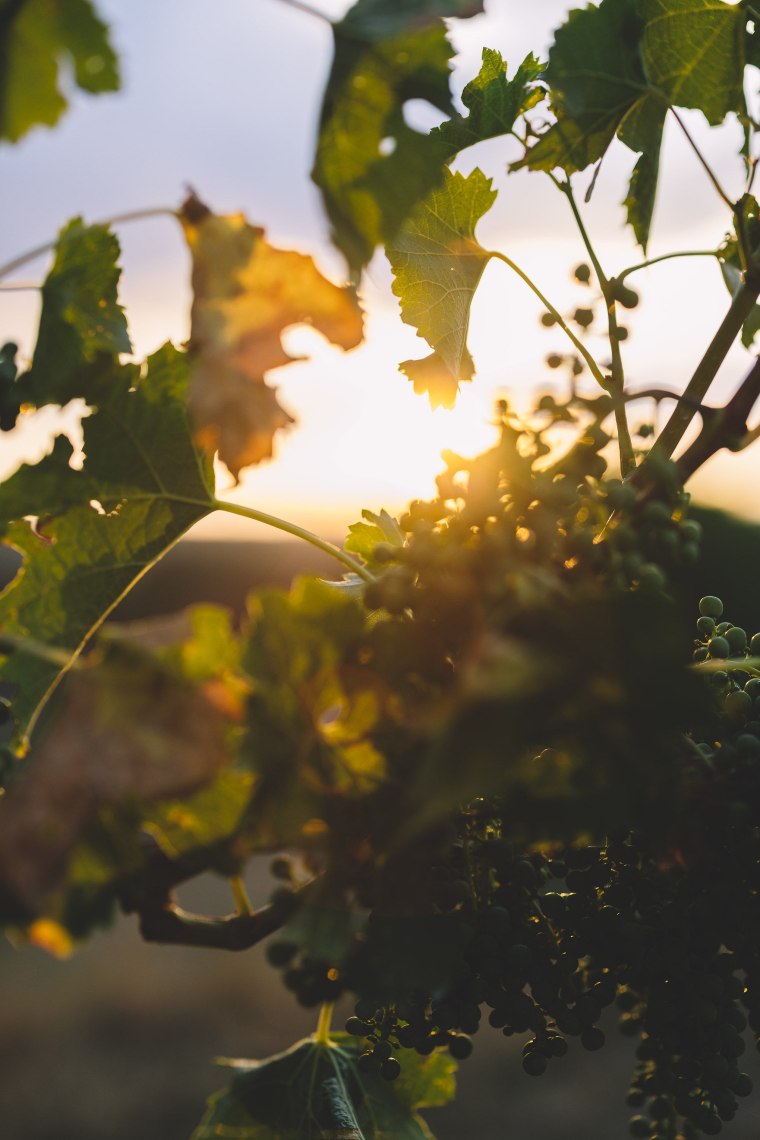 Weinrebe im Gegenlicht der Sonne