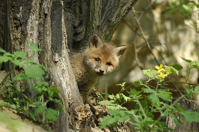 preview_wag_loess_fuchs_cjosefstefan_5a58fe91ee_1, © josefstefan