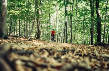 Alexander Arpaci im Wienerwald, © Daniel Gollner