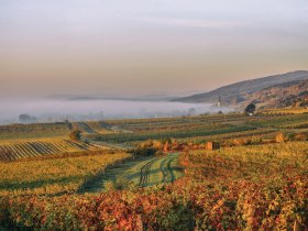 Blick auf Gumpoldskirchen, © Wienerwald / Martin Schotte