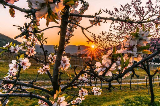 Marillenblüte, Wachau, © Christian Majcen