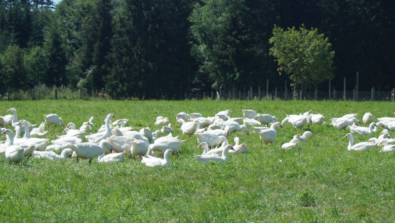 Gänseweide, © Biobetrieb Hausmühle