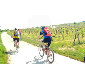 Radfahren entlang der Weingärten, © Wienerwald Tourismus GmbH