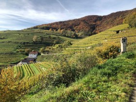 Weinrieden im Herbst in Spitz, © Donau NÖ Tourismus/JS