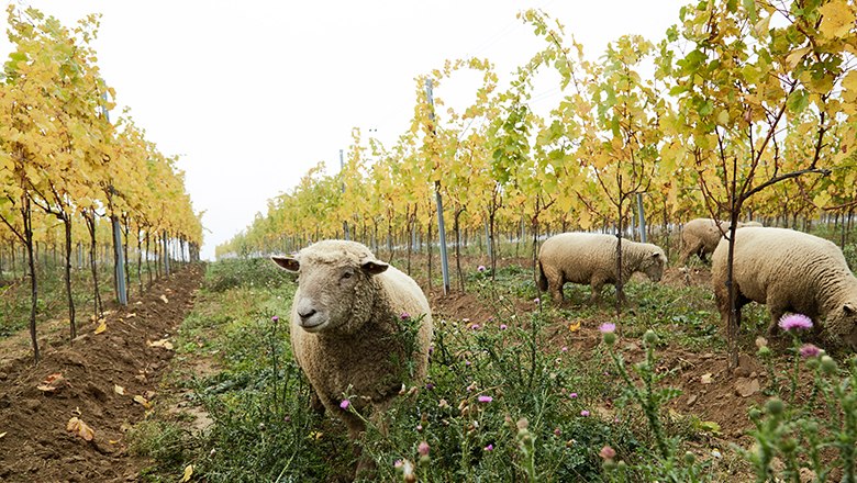 tierische Unterstützung im Weingarten, © Yannik Steer