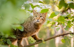 Wildkatze in der Wildkatzenanlage beim Nationalparkhaus, © T. Nunner