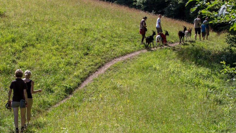 Ziegenwanderung, © Michael Schreiber Wedding Memories