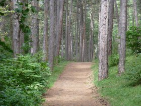 Im Föhrenwald, © Wienerwald