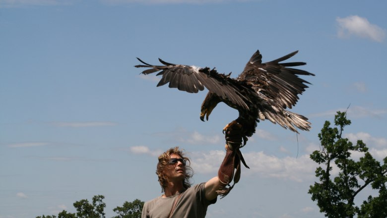 Greifvogelschau in der Adlerwarte Kreuzenstein, © topShot.com.at