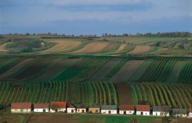 Kellergasse in Großengersdorf, © Weinstraße Südliches Weinviertel