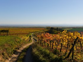 Rebenlandschaft am Wagram, © Donau Niederösterreich - Kamptal-Wagram-Tullner Donauraum