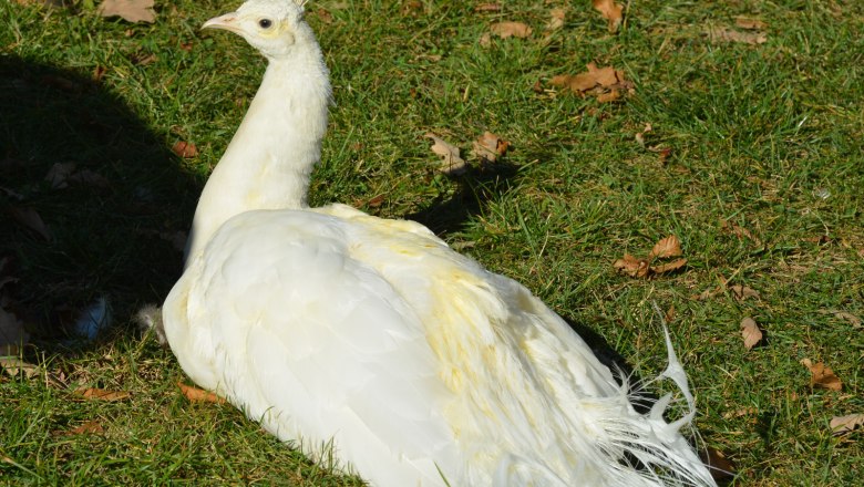 Weißer Pfau, © Gemeinde Schwarzenbach