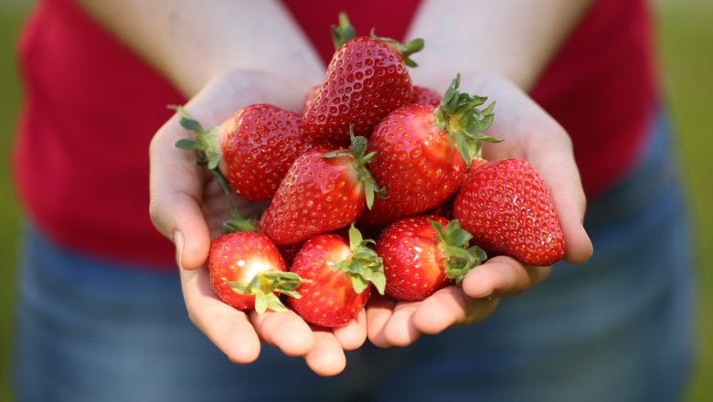 Lehners Erdbeeren, © schwarz-koenig.at