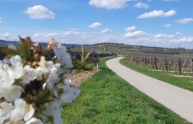 Blühende Kirschblüten vor einem Weg durch Weinberge unter blauem Himmel., © Donau Niederösterreich