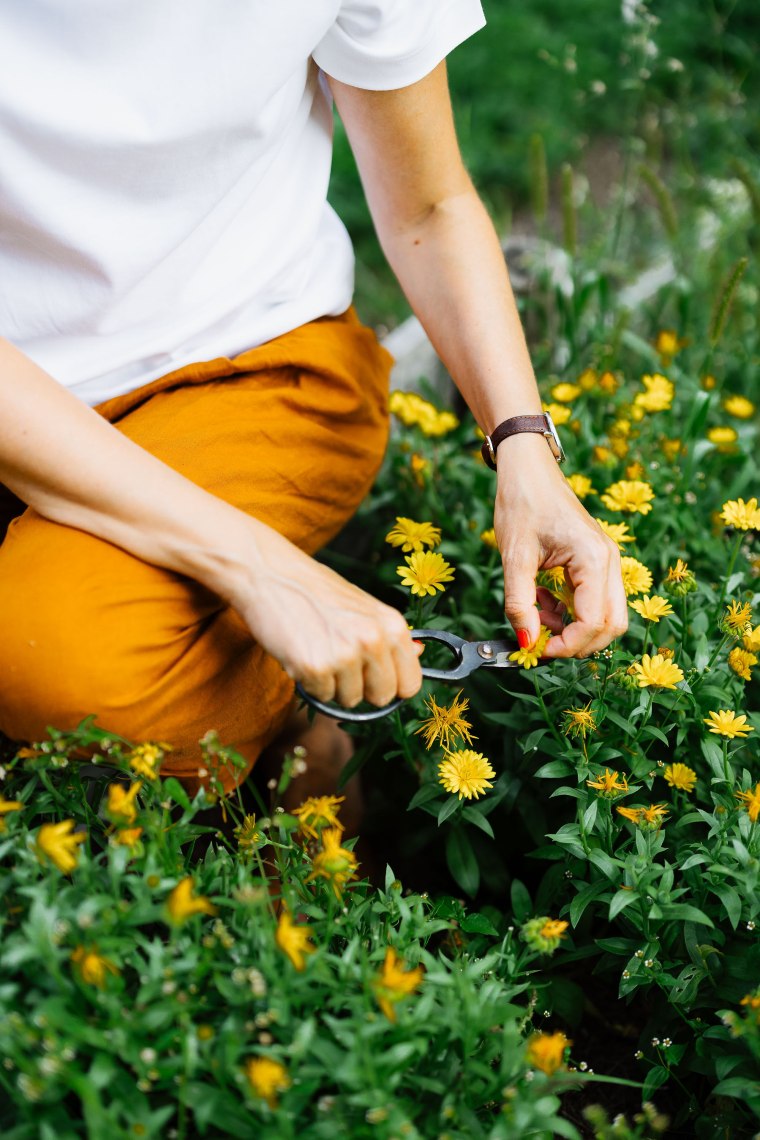 Ringelblumen ernten