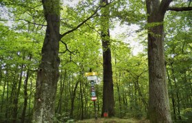 Waldweg mit Wegweisern zwischen hohen Bäumen im grünen Laubwald., © Donau Niederösterreich