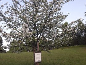 Obstbaum, © Renate Klein