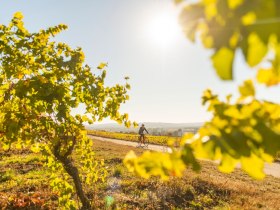 Wald & Reben Radtour, © Weinviertel Tourismus, www.pov.at