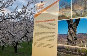 Infotafel Wohlerzogen auf der Marillenmeile in Rossatz-Arnsdorf, © Donau NÖ Tourismus/JS