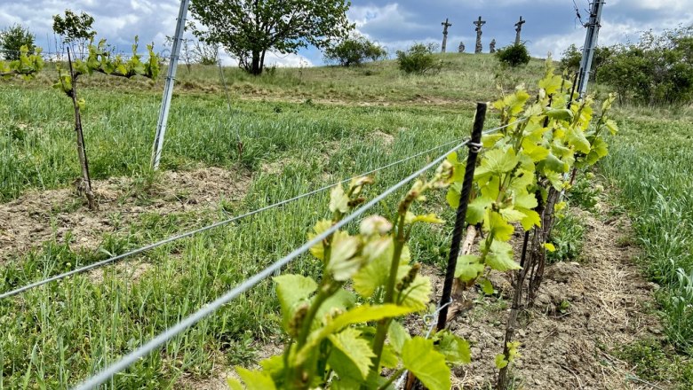 Der Kalvarienberg ist umgeben von Weingärten, © Weinstraße Weinviertel