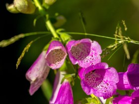 Aufmerksame Wanderer können sich einer Vielzahl an Pflanzen erfreuen, © Wiener Alpen in Niederösterreich - Wechsel