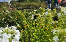 NP Thayatal Holzbiene, © "Natur im Garten"