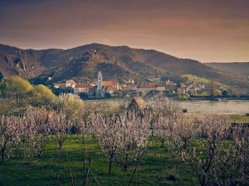 Marillenblüte in der Wachau-Dürnstein gegenüber, © Donau NÖ Tourismus/Andreas Hofer