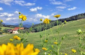 Fußweg von Unternberg nach Sachsenbrunn, © Wiener Alpen in Niederösterreich - Wechsel