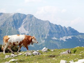 Ötscherblick von Gemeindealpe, © Mostviertel