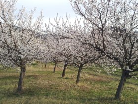 Blühende Marillenbäume in der Wachau, © Donau NÖ Tourismus/JS