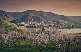 Marillenblüte in der Wachau-Dürnstein gegenüber, © Donau NÖ Tourismus/Andreas Hofer