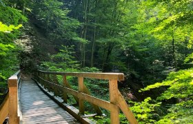 Holzbrücke im sonnigen Wald mit üppigem grünen Laub., © Donau NÖ- K.Kancer