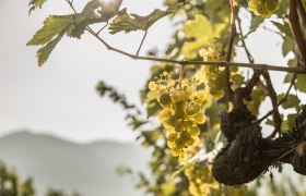 Weinreben in der Wachau, © Österreich-Werbung