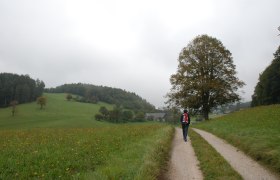 über Wiesen in den Höfnergraben, © Wienerwald