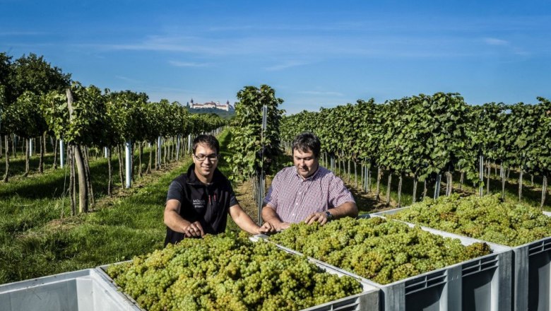 Stefan und Leopold Müller bei der Lese, © Weingut Müller - pov.at