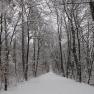 Der Wienerwald im Winter, © Elfriede Kazda