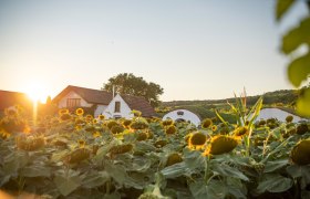 Sonnenblumenfeld vor traditionellen weißen Häusern im Sonnenuntergang., © Donau Niederösterreich, Robert Herbst