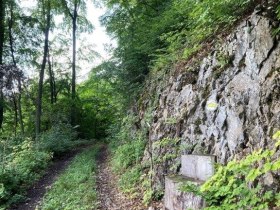 Wald, © Wienerwald