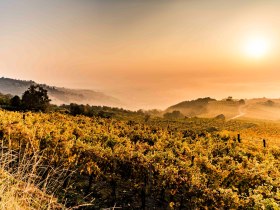 Herbstlandschaft in Krems, © Robert Herbst