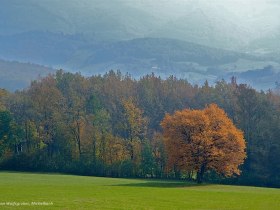 Elsbeere im Herbstkleid, © Christian Wolfsgruber