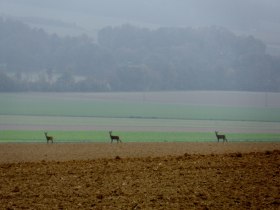 Rehe, © Mostviertel - OÖ Mariazellerweg