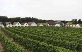 Weinberge mit traditionellen Kellergassenhäusern im Hintergrund., © Donau Niederösterreich, Steve Haider