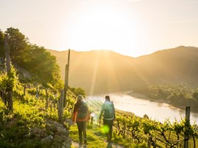 Weingärten, © Wachau-Nibelungengau-Kremstal