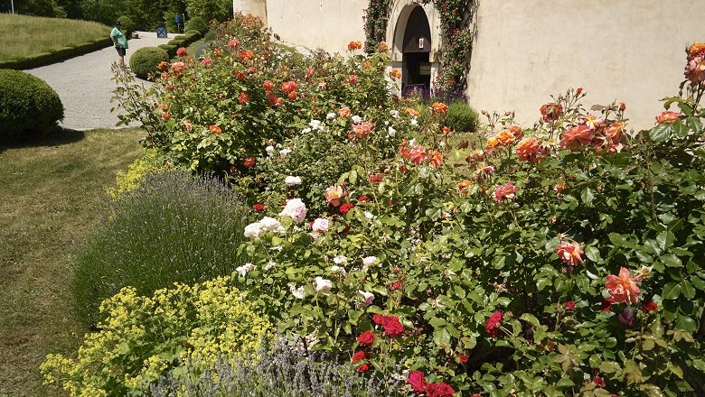 Zahlreiche Rosensorten können auf der Rosenburg entdeckt werden, © Lichtstark